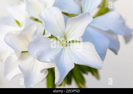 Nahaufnahme der Geranienblume (Pelargonium L`Herit) Stockfoto